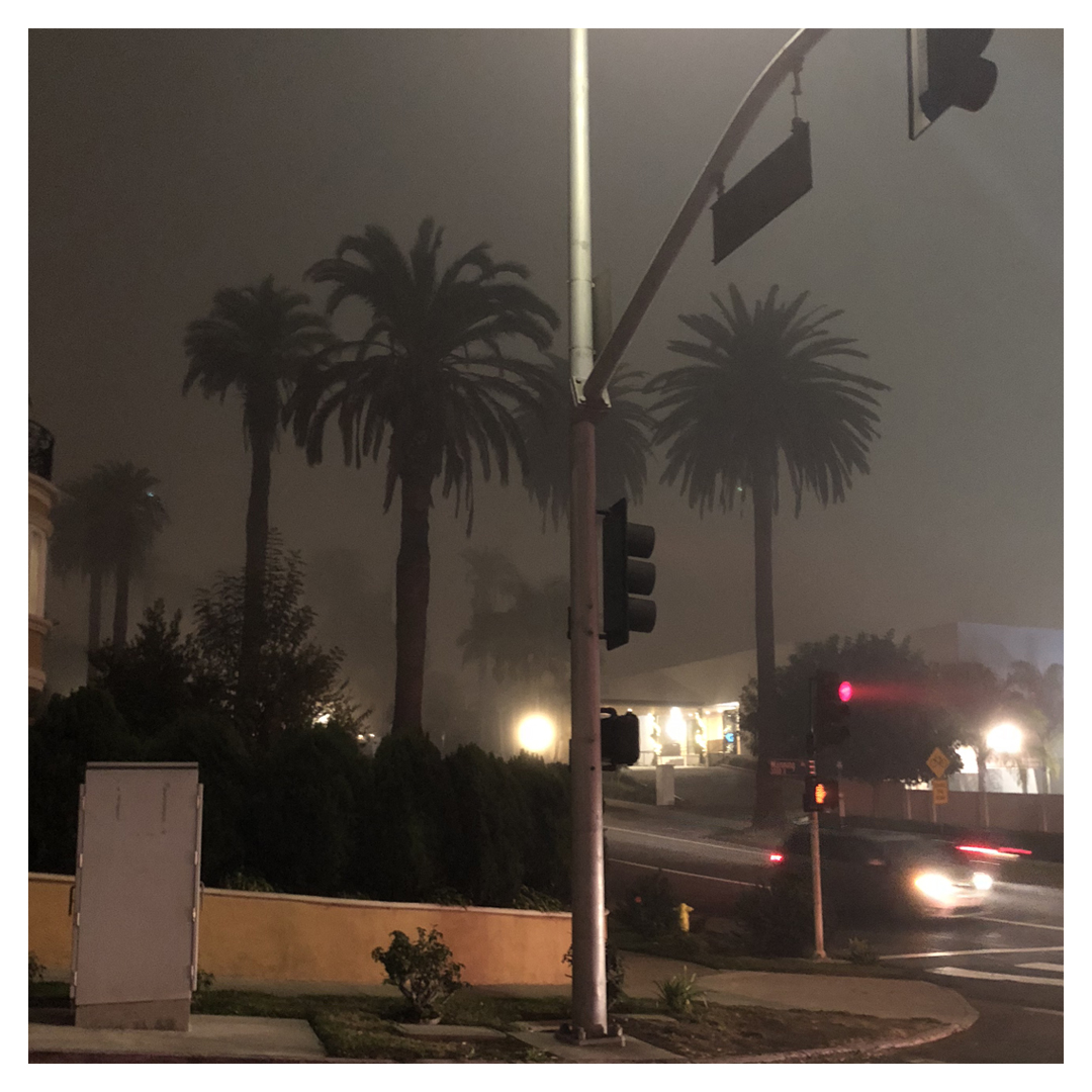 LA beverly hills dark palms